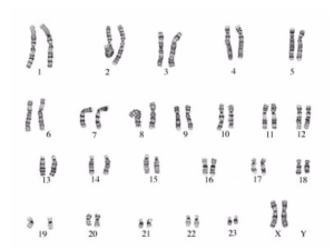 caryotype